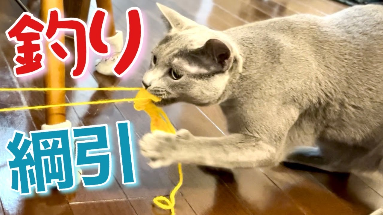 猫vs毛糸 5番勝負~これは罠?【ロシアンブルー】Russian Blue cat Kotetsu~Cat vs Wool yarn,5 rounds.Is this a trap?