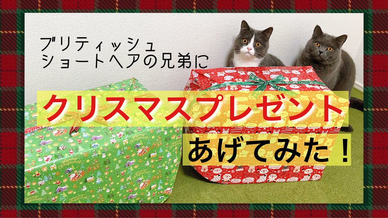 ブリティッシュショートヘアー兄弟のクリスマス会🎅🎄