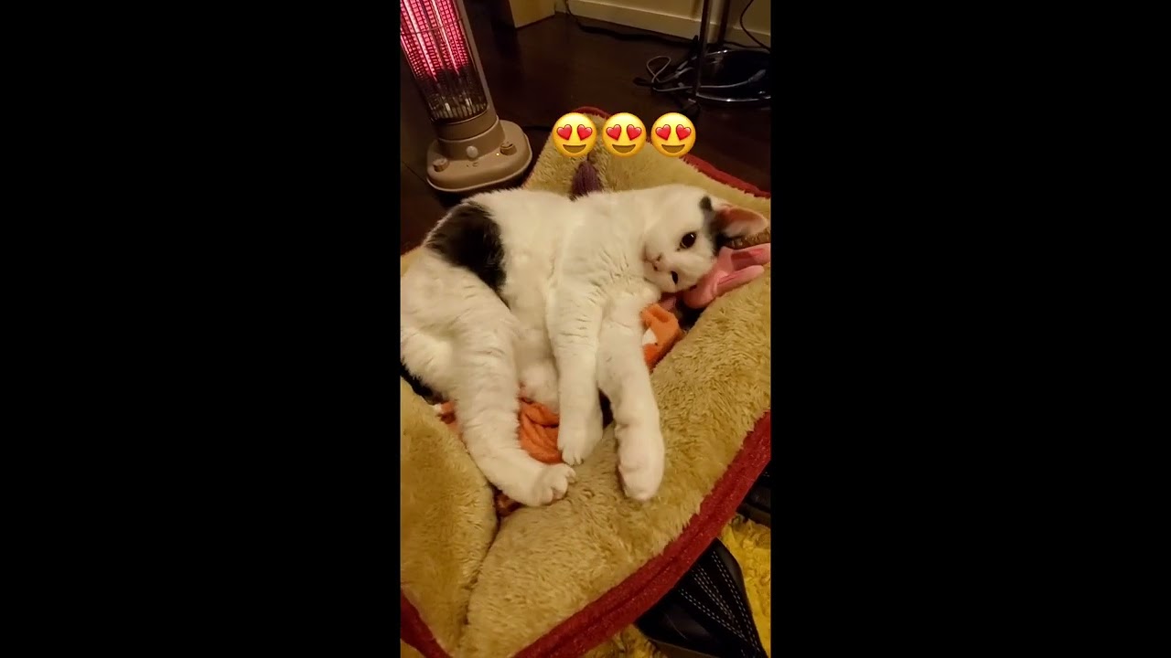 2022年4月25日#かわいい #猫 #ねこ #ネコ #せつこ #せっちゃん #ぽんぽんおしっぽせつこちゃん#ジャパニーズボブテイル#猫動画