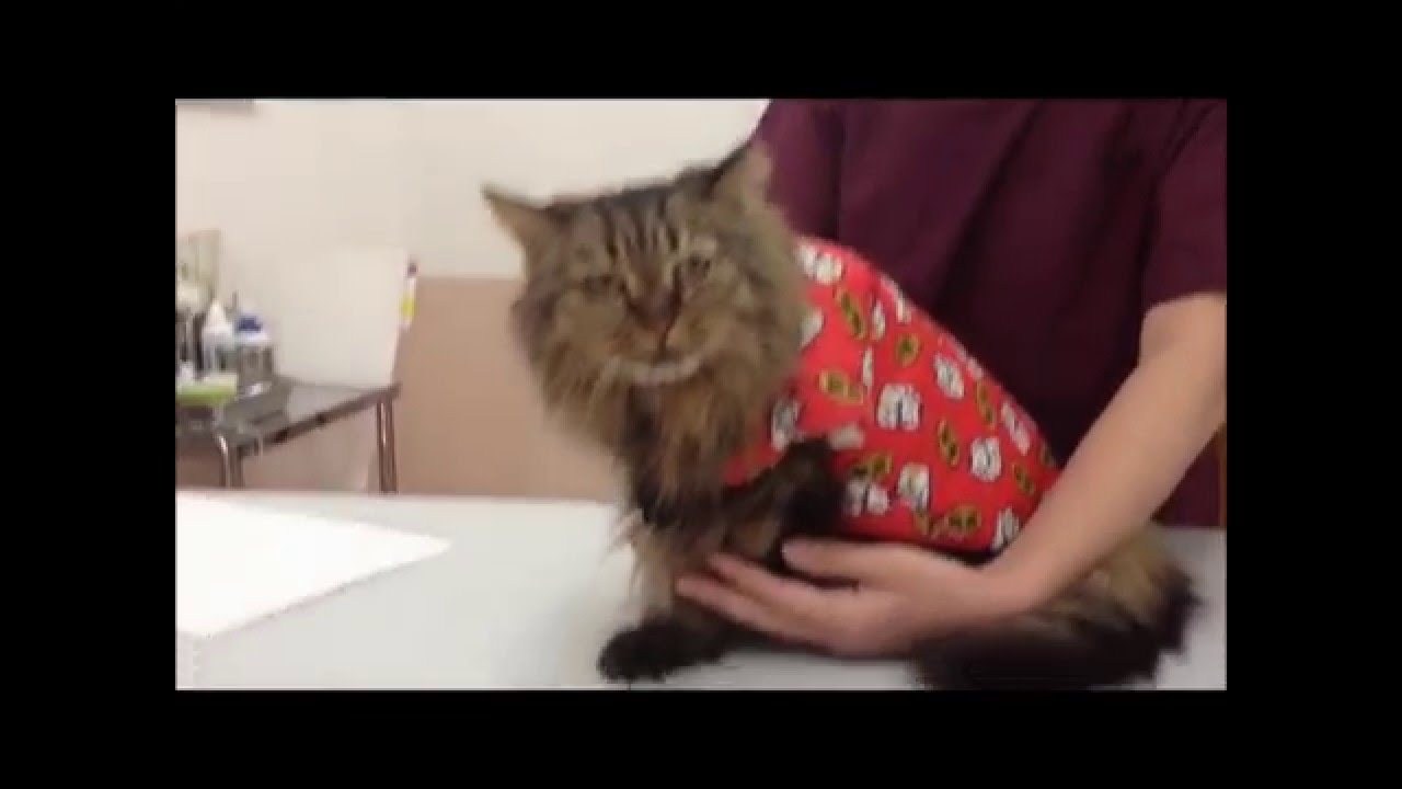 【はな動物病院 我が家のわんにゃん】小川町 日本猫のはなちゃん