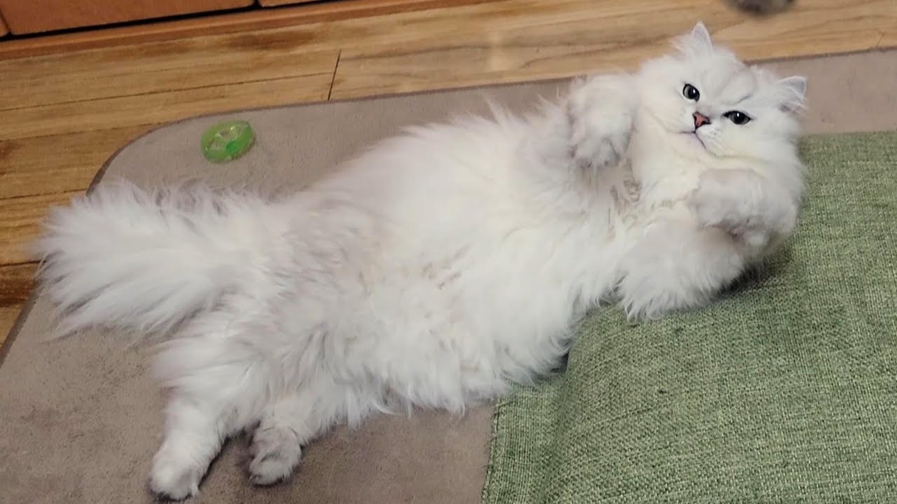 ペルシャ猫の本能が目覚める瞬間
