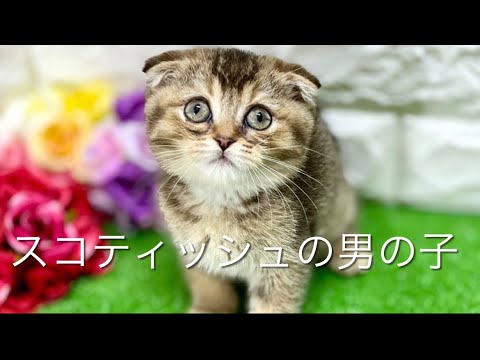 スコティッシュフォールドの子猫　（平野瓜破）