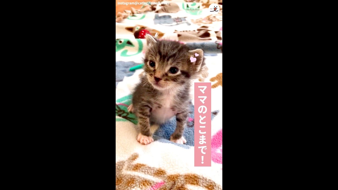 よちよち歩きの子猫が近寄ってくる…