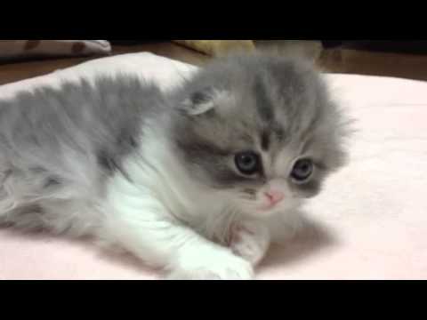 ブルー＆ホワイトロング ヘアー♀