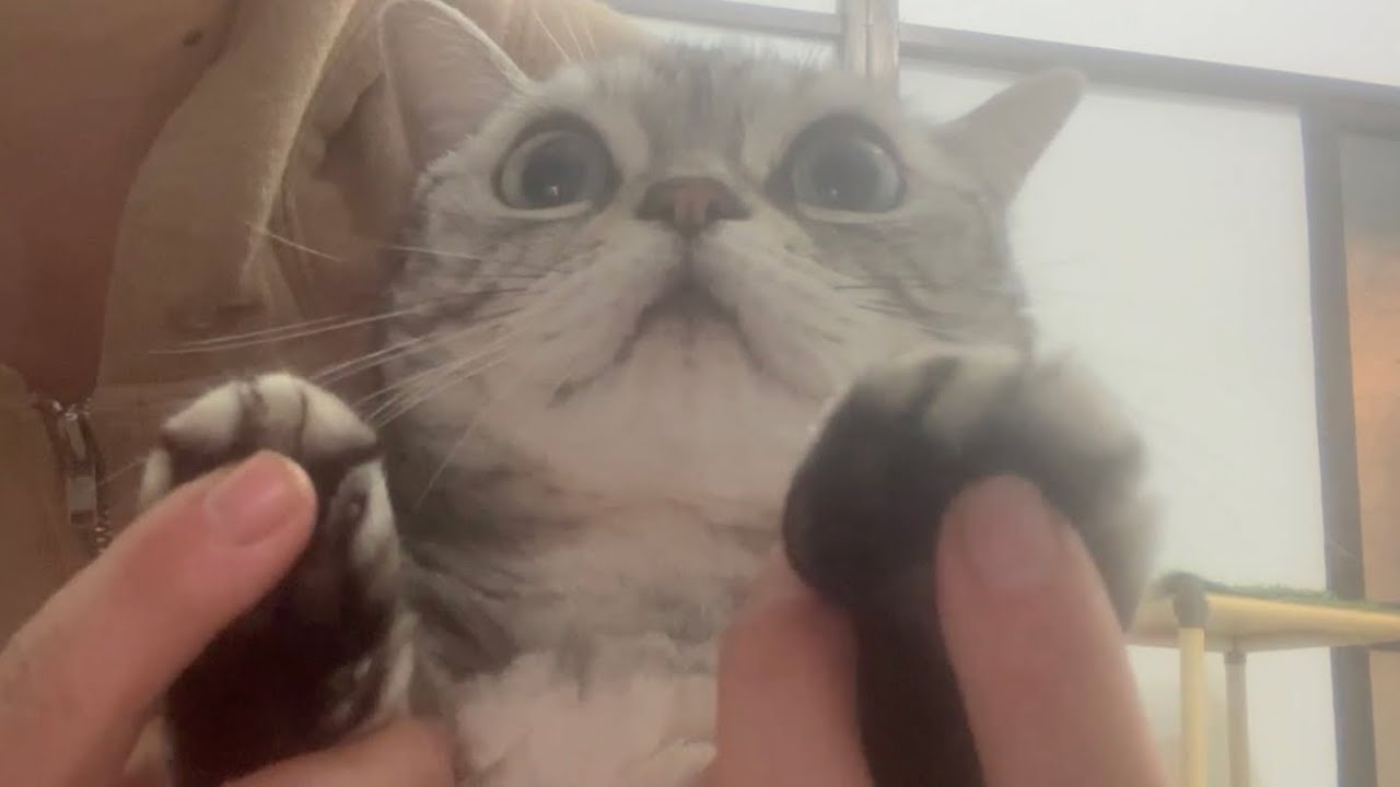 肉球をぷにぷにされるアメリカンショートヘアのあいちゃん❤️