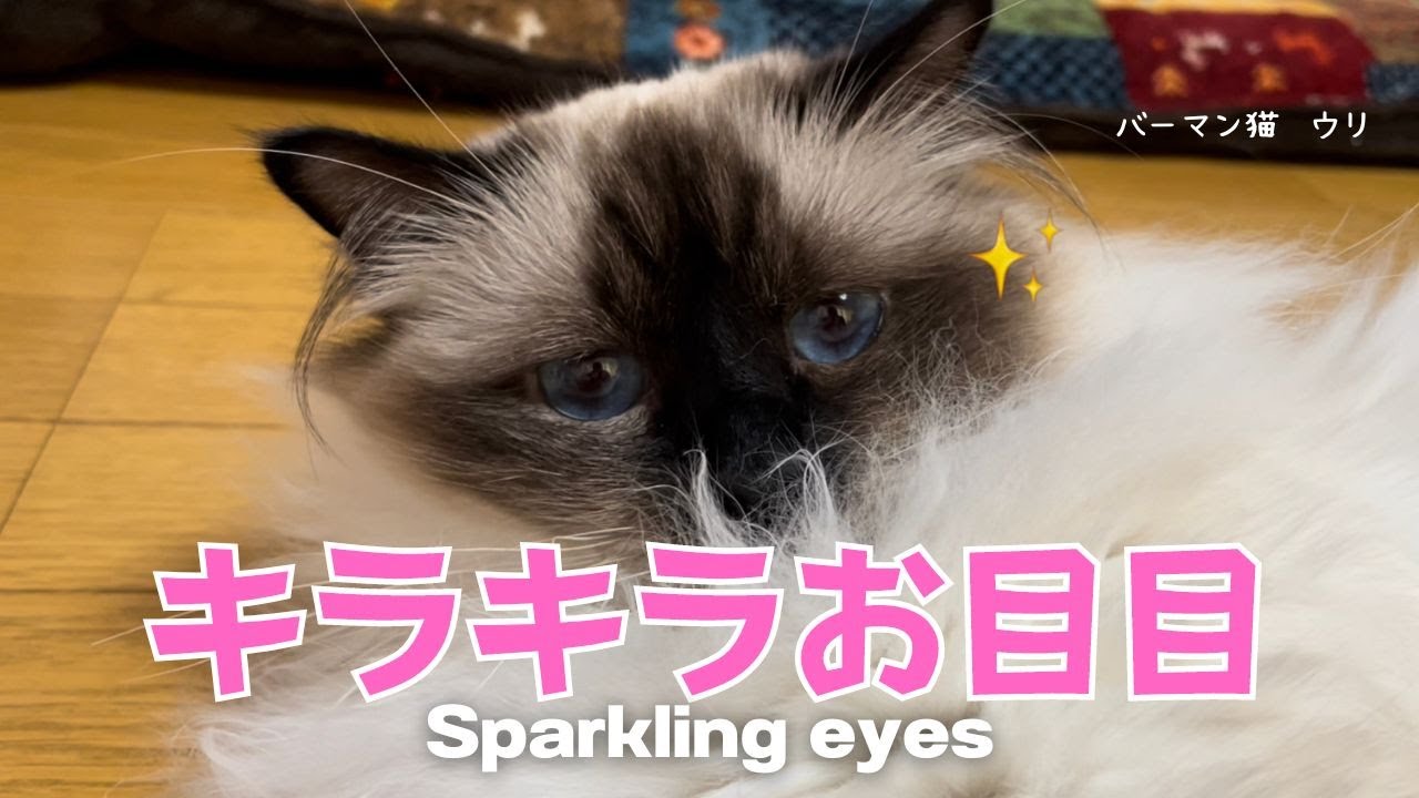 バーマン猫ウリ【キラキラお目目】Sparkling eyes（バーマン猫）Birman/Cat