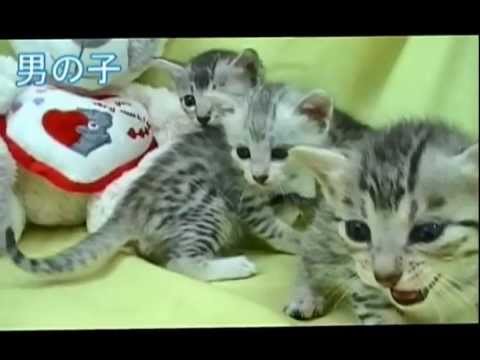 エジプシャンマウ5つ子