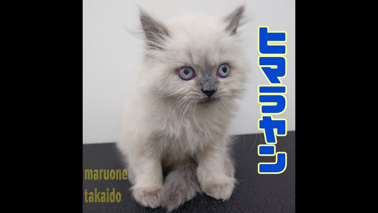 【ヒマラヤン】初めてのカップケーキ