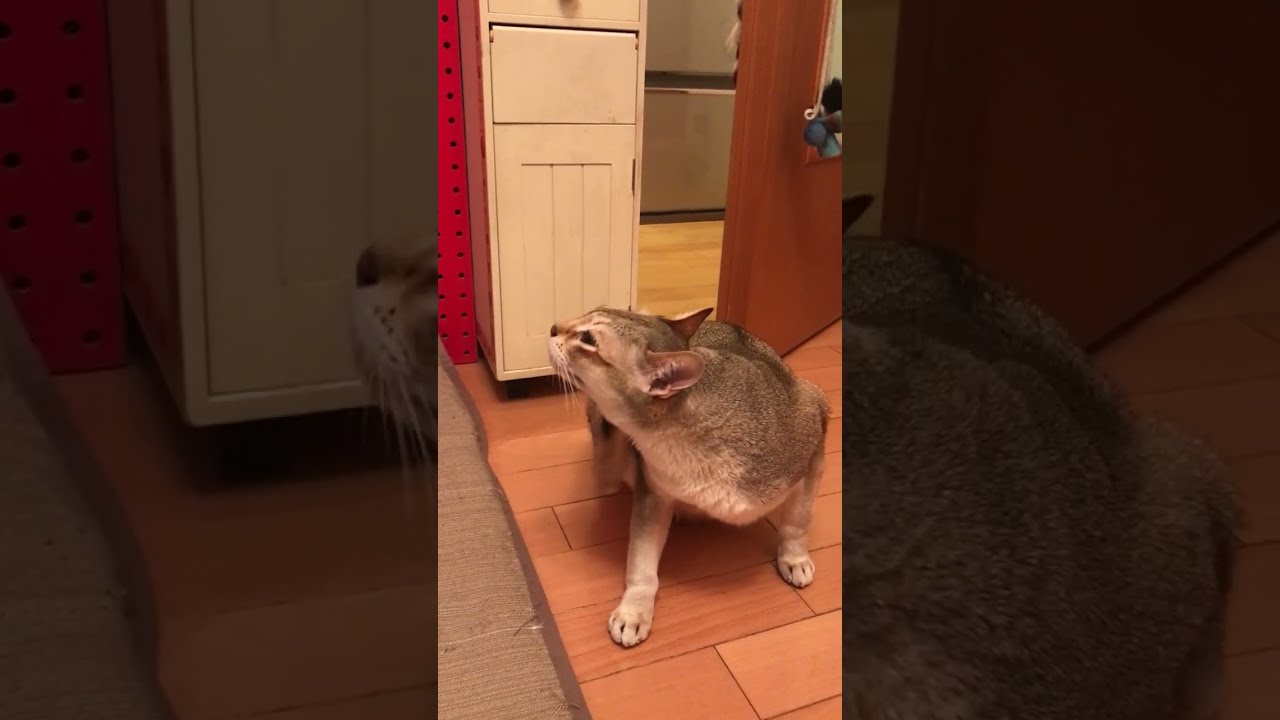 カキカキしようとしてコケたシンガプーラなのにゃ♪