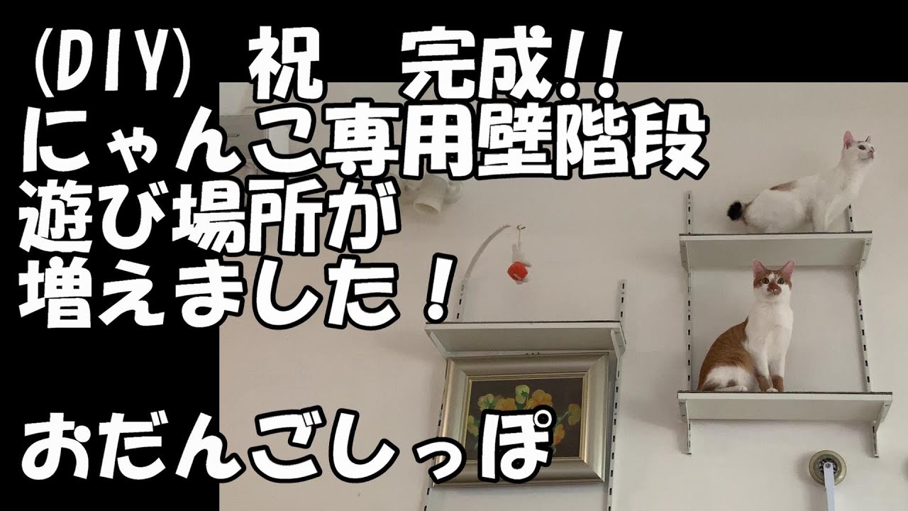 😄A011【DIY】にゃんこ専用壁階段が出来ました‼【diy】【おだんごしっぽ】【ウーロンチャイ】【猫動画】【保護猫】【兄妹猫】【Japanese Bobtail 】【Odango_shippo】