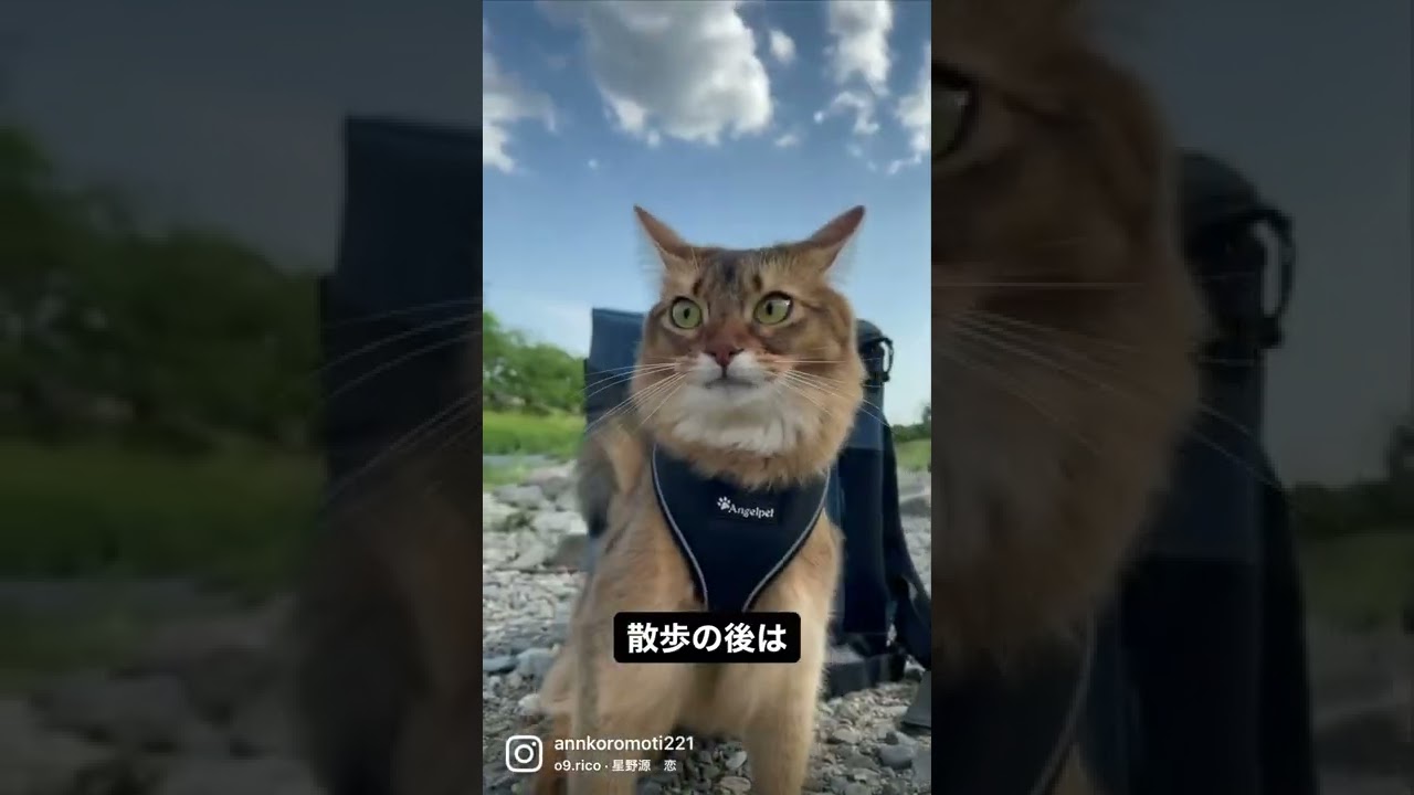 外の世界が非日常過ぎて疲れ果てたソマリ猫