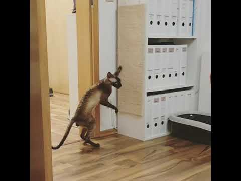 Cornish Rex Fan Fan Tulpan!!!