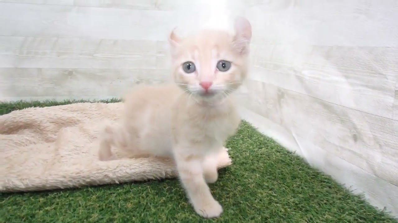 Coo&RIKU　No.00593585 アメリカンカール