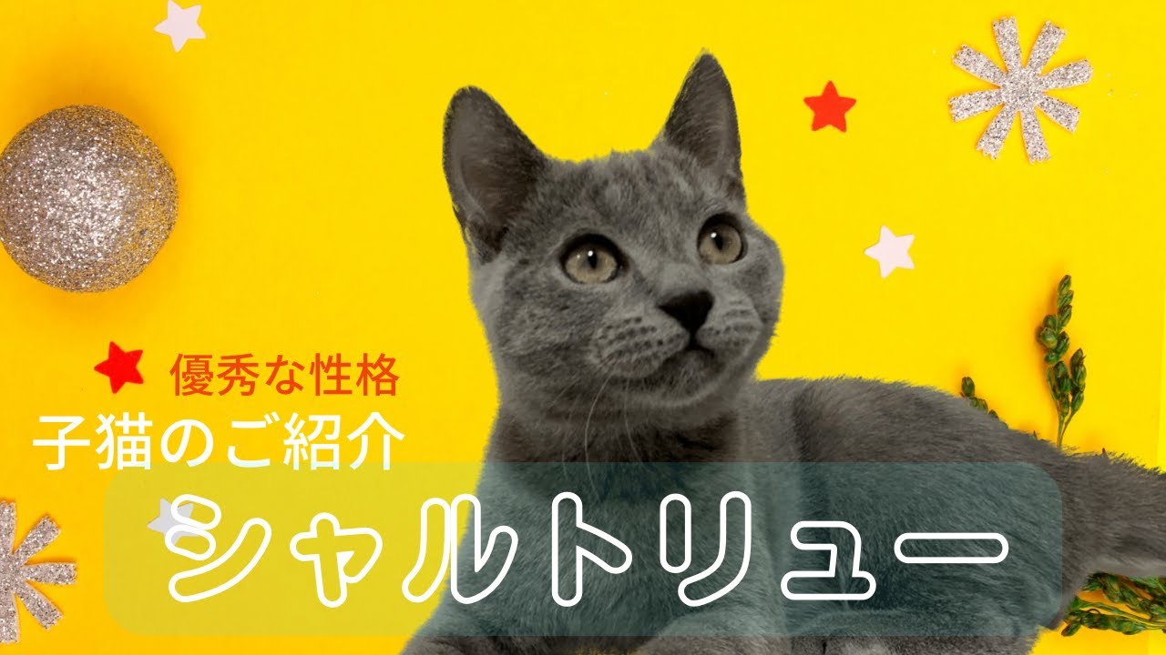 【シャルトリュー男の子 ご紹介】優しさあふれる子猫