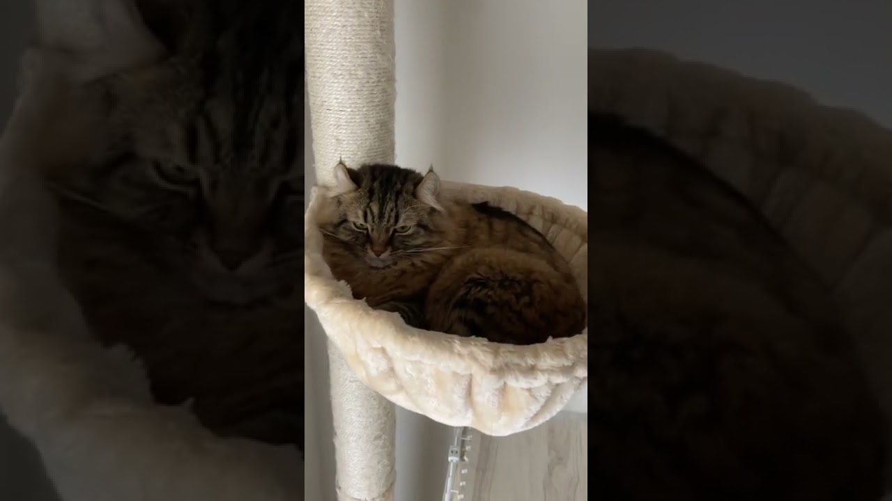 〜ハンモックで気持ち良さそうに寝てるアメリカンカール〜