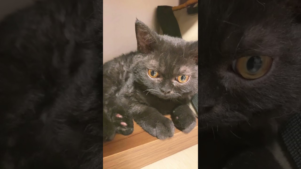 【とらとらと。】寝ると見せかけて、全く寝ないらとさん。 #猫 #ネコ #子猫 #セルカークレックス #vlog #かわいい #かわいい猫