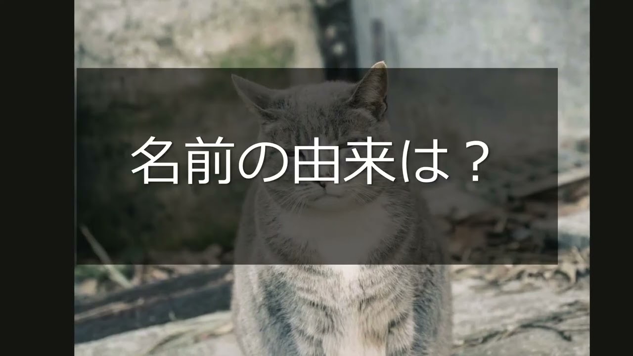 Animalbook CM japanese bobtail2