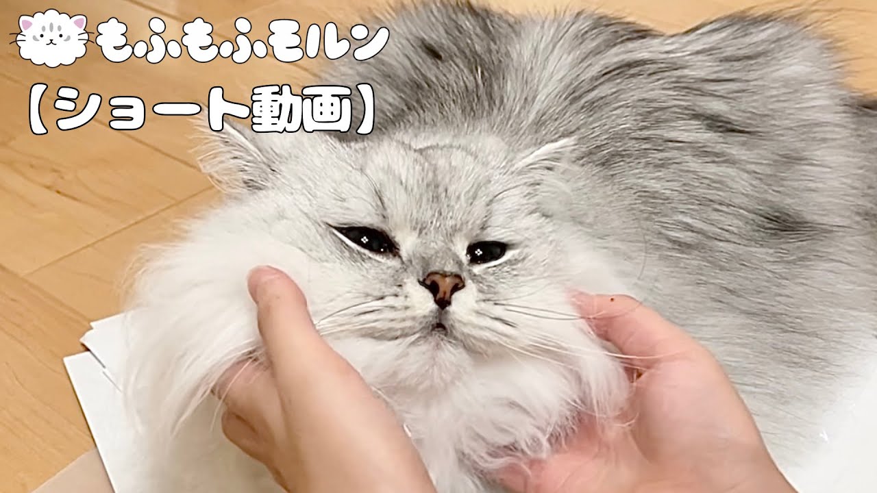 ひたすらもふもふされる猫 【サイベリアン】 #Shorts