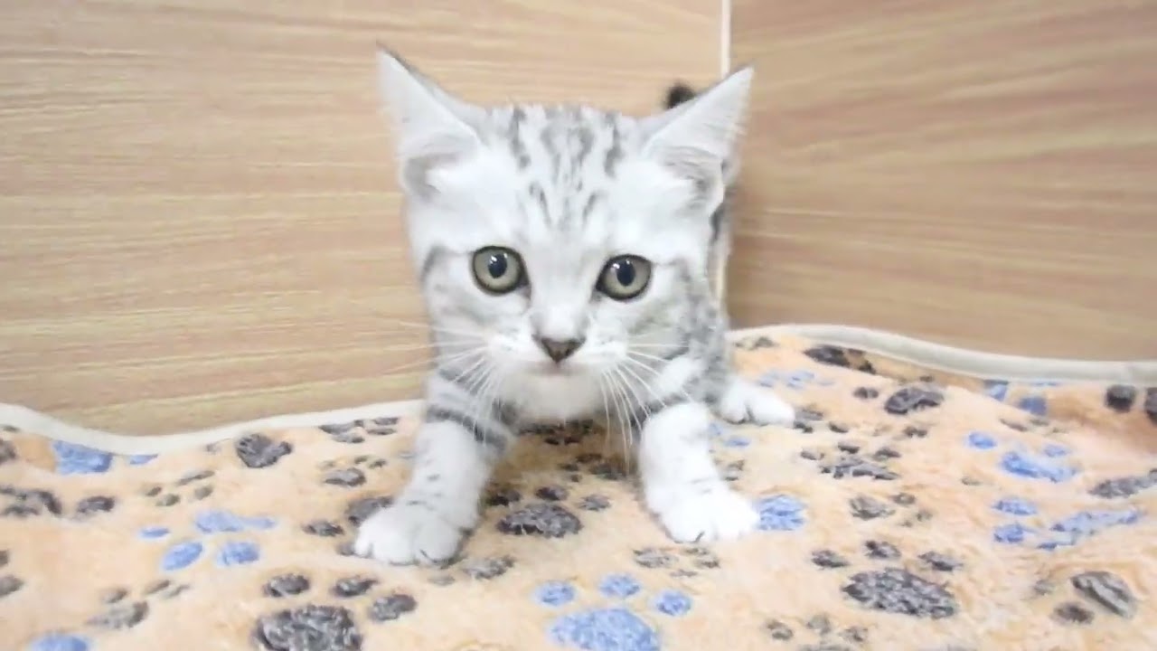 00602577 アメリカンショートヘアー