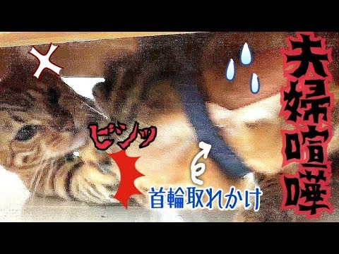 激しい夫婦喧嘩！ベンガル夫婦ベルテト大ピンチ！