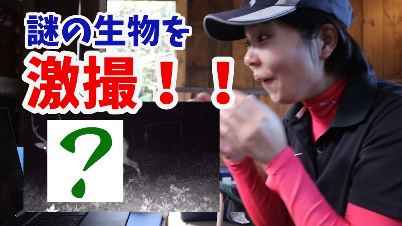 シャムロックにやって来る謎の生物を激撮せよ！