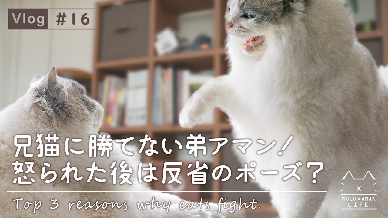 ラグドール猫の兄弟が喧嘩！ケンカの原因トップ3｜もふ猫の暮らし【vlog #16】