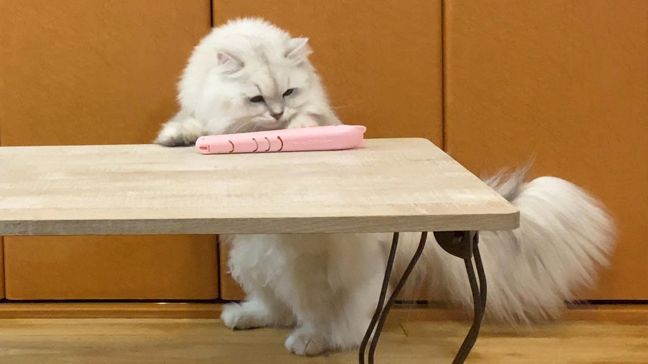 ペルシャ猫のお世話は大変です。【長毛種 トリミング】