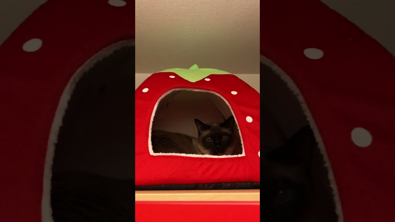 タンスの上で困惑するシンガプーラなのにゃ♪➂