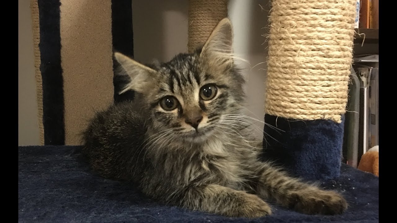 3匹目の子猫ちゃんがやってきました　メインクーンのマーちゃんです　マミムの記録19　Maine Coon Cat