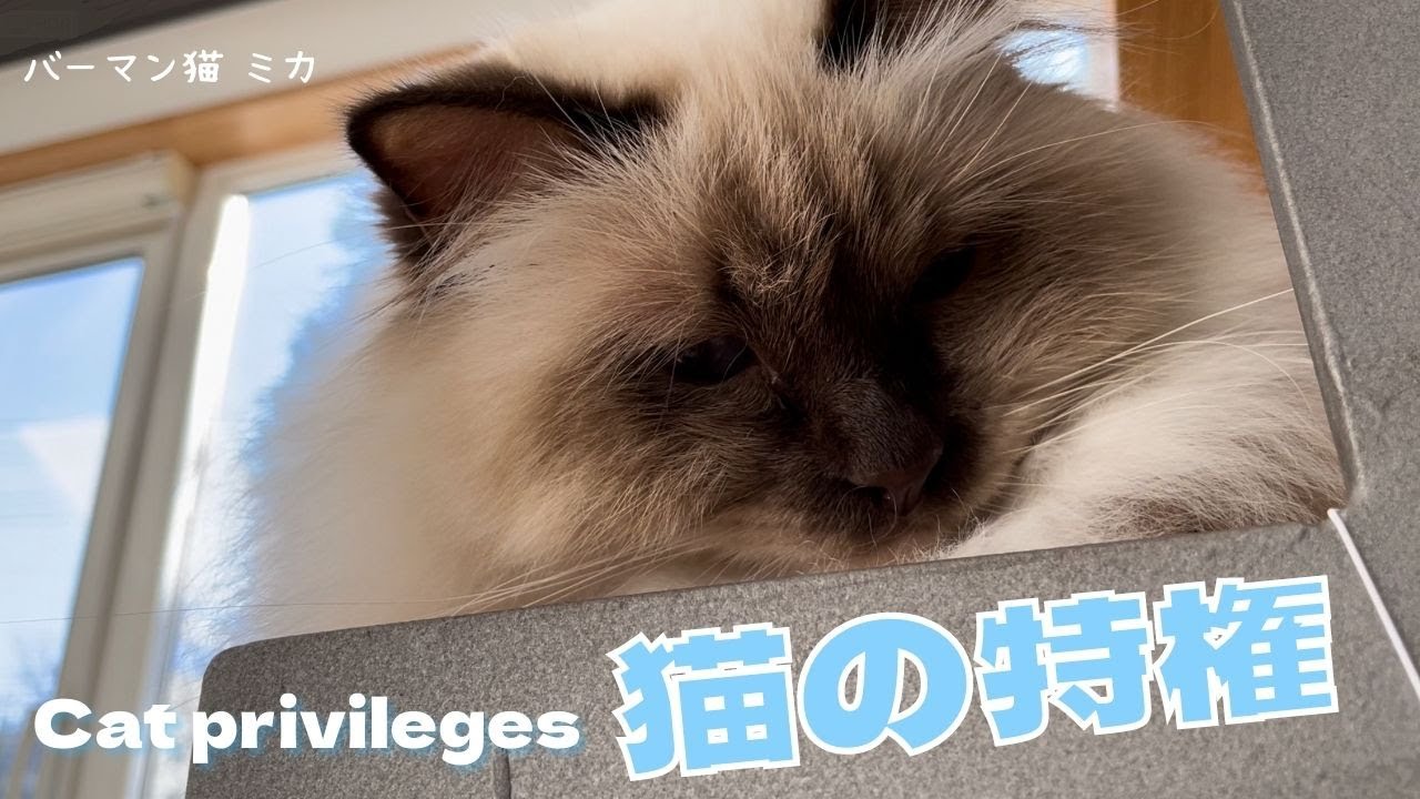お誘いを断る方法【猫の特権】Cat privileges （バーマン猫）Birman/Cat