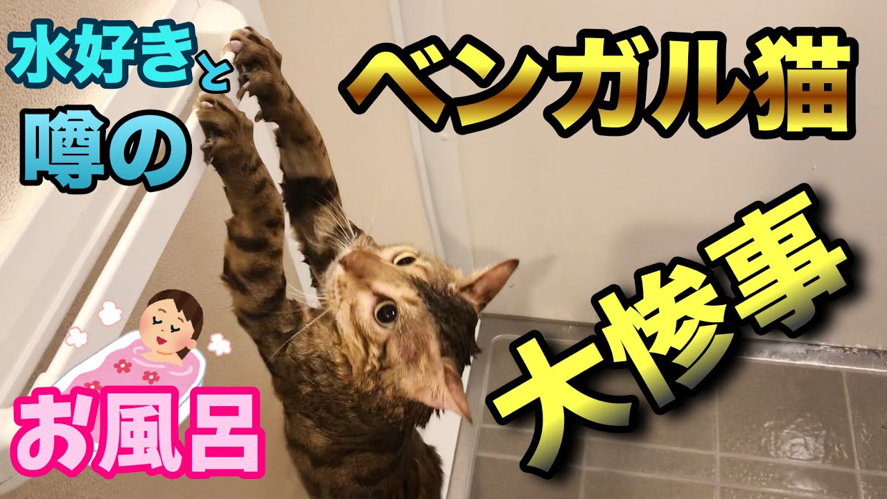【猫お風呂】ベンガル猫は水好き？初めてお風呂に入れたら大惨事だった
