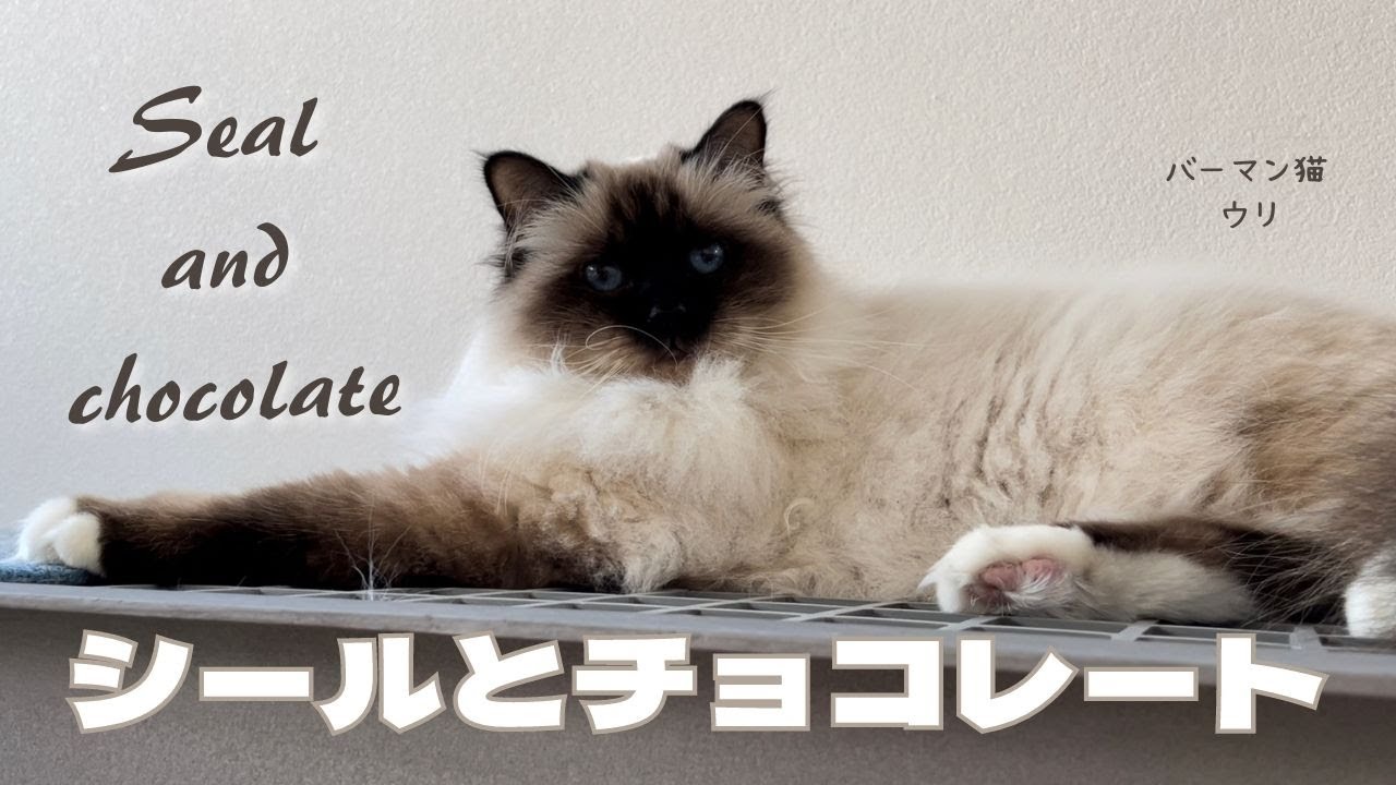 バーマン猫ウリとラフ【シールとチョコレート】Seal and chocolate （バーマン猫）Birman/Cat
