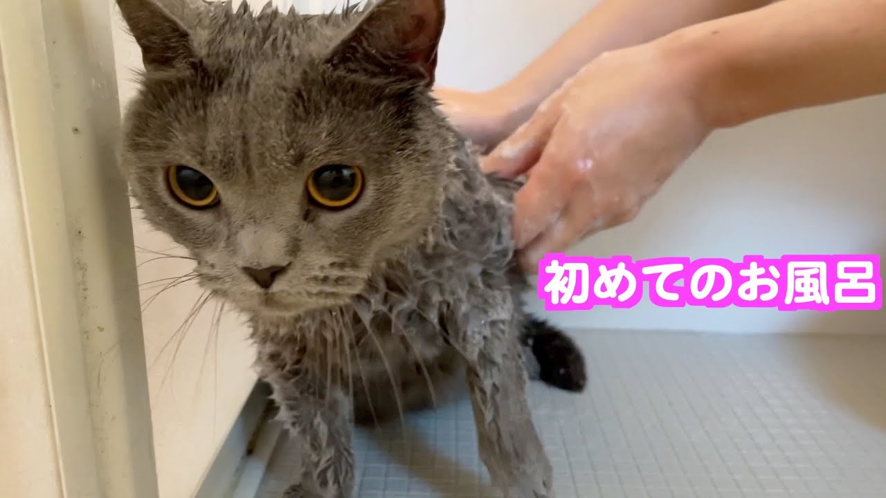 初めてお風呂に入った猫のシャルトリューがこちらです。まるちゃんお風呂が嫌いすぎました。