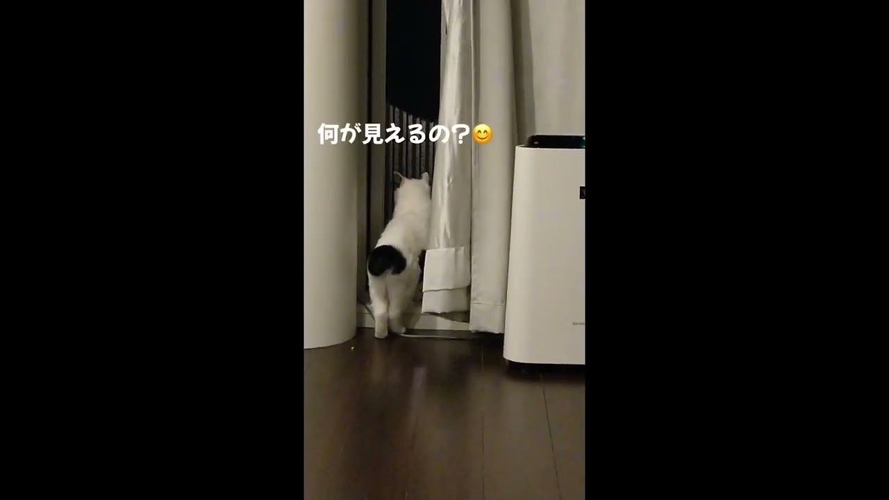 お外見てまーす