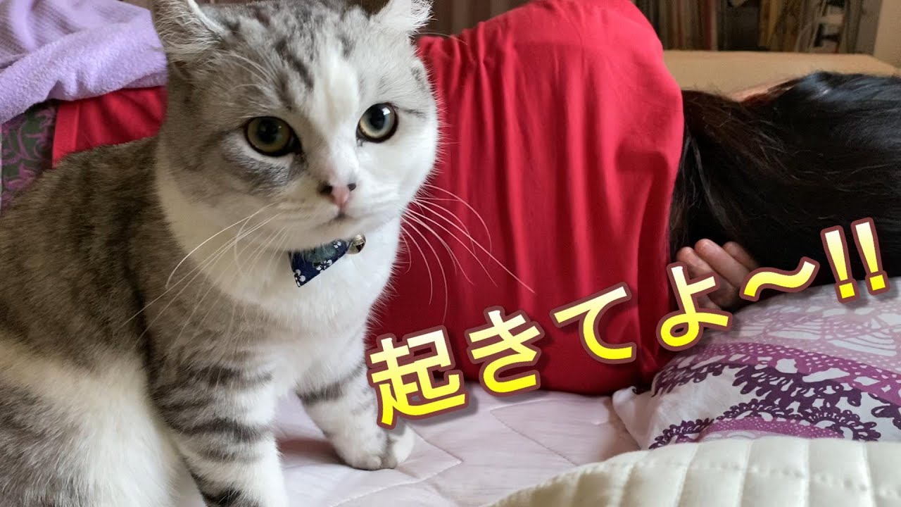 絶対に起こす猫と絶対に起きないママ【アメリカンカール】