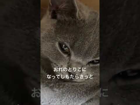 【女の子です】目力でトリコにしてしまうネコ　【ブリティッシュショートヘアー】#shorts #kucing #ねこ
