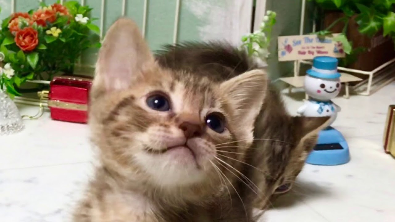 オシキャット☆チョコレートスポッテッドの男の子 20180324