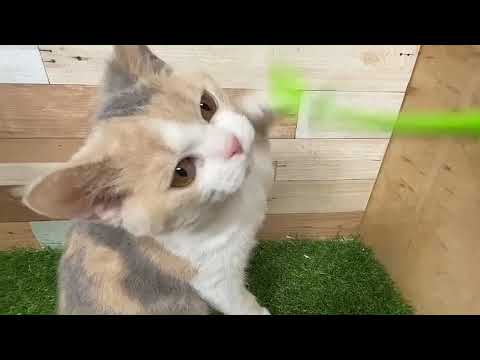 セルカーク・レックス