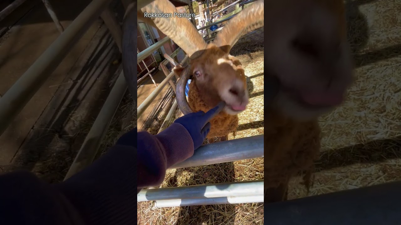 まだまだ遊び足りないひつじのむっちゃんベロベロ【六甲山牧場】#shorts