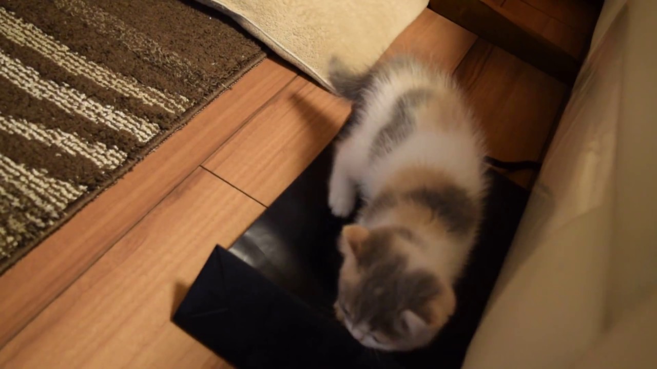 セルカークレックスと紙袋