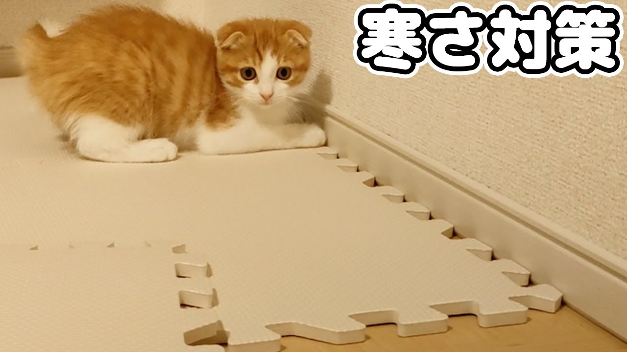 子猫のために寒さ対策をしたら想定外の展開しかありませんｗ
