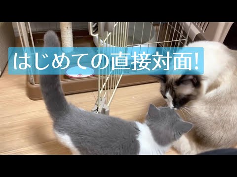 初めての多頭飼い【5】初めての直接対面！　ラグドール　ブリティッシュショートヘアー