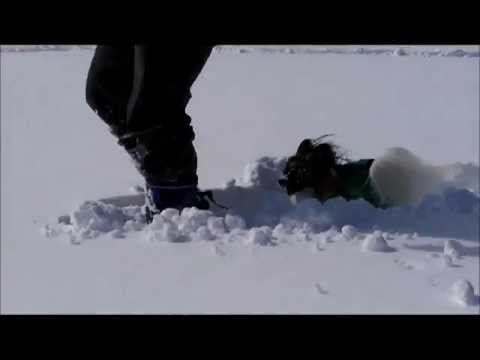 パピヨンマリン　スノーシューを追いかけて