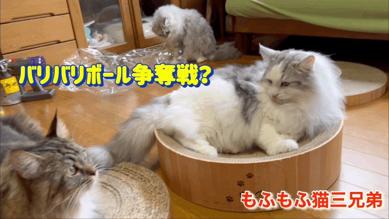 新しいバリバリボールに取り替えた時のそれぞれラガマフィン猫三兄弟のとった行動とは？？？