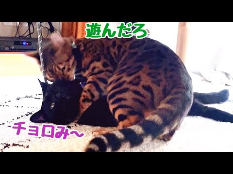 ヤンチャ猫コンビ！小悪魔な黒猫と甘えんぼベンガル猫