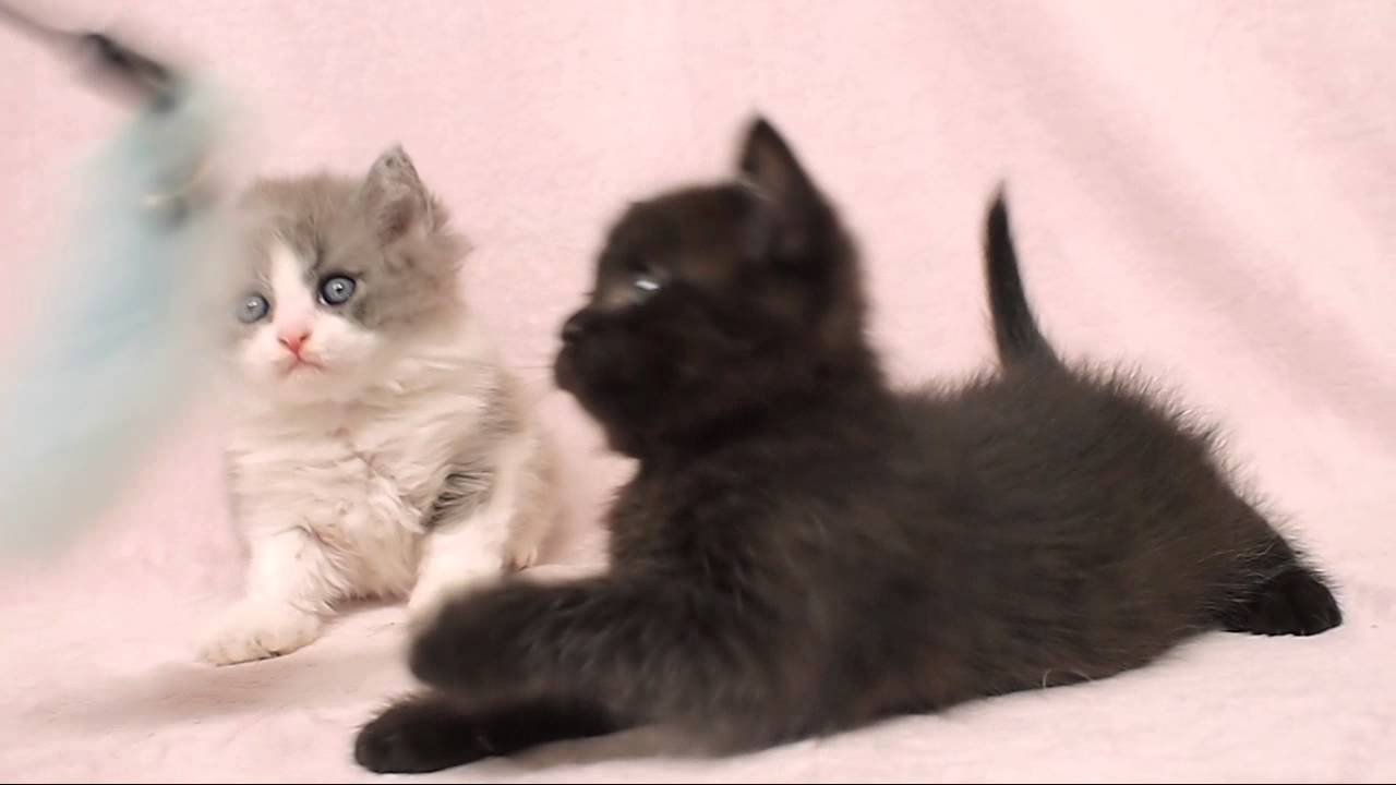 セルカークレックス　5月生まれの子猫たち