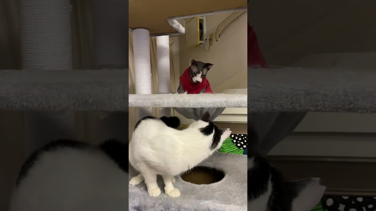 スフィンクスの猫ちゃん