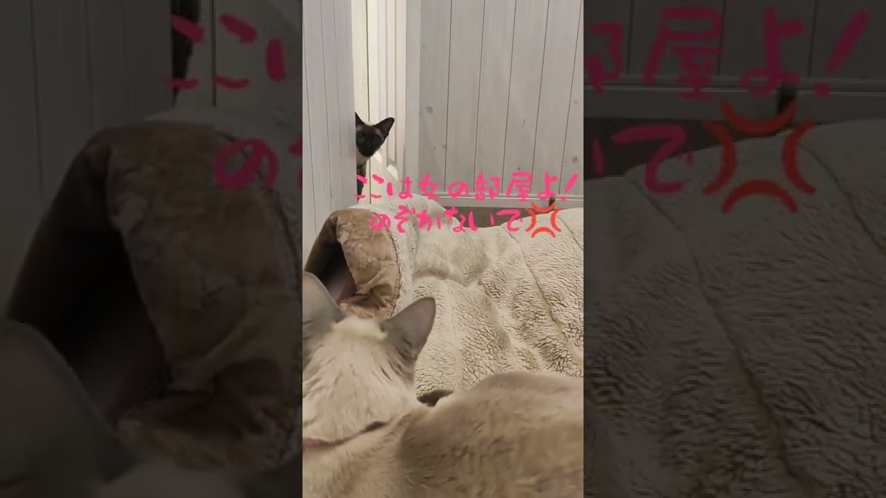 #shorts♂シャム猫が♀シャム猫の部屋へ覗き侵入？