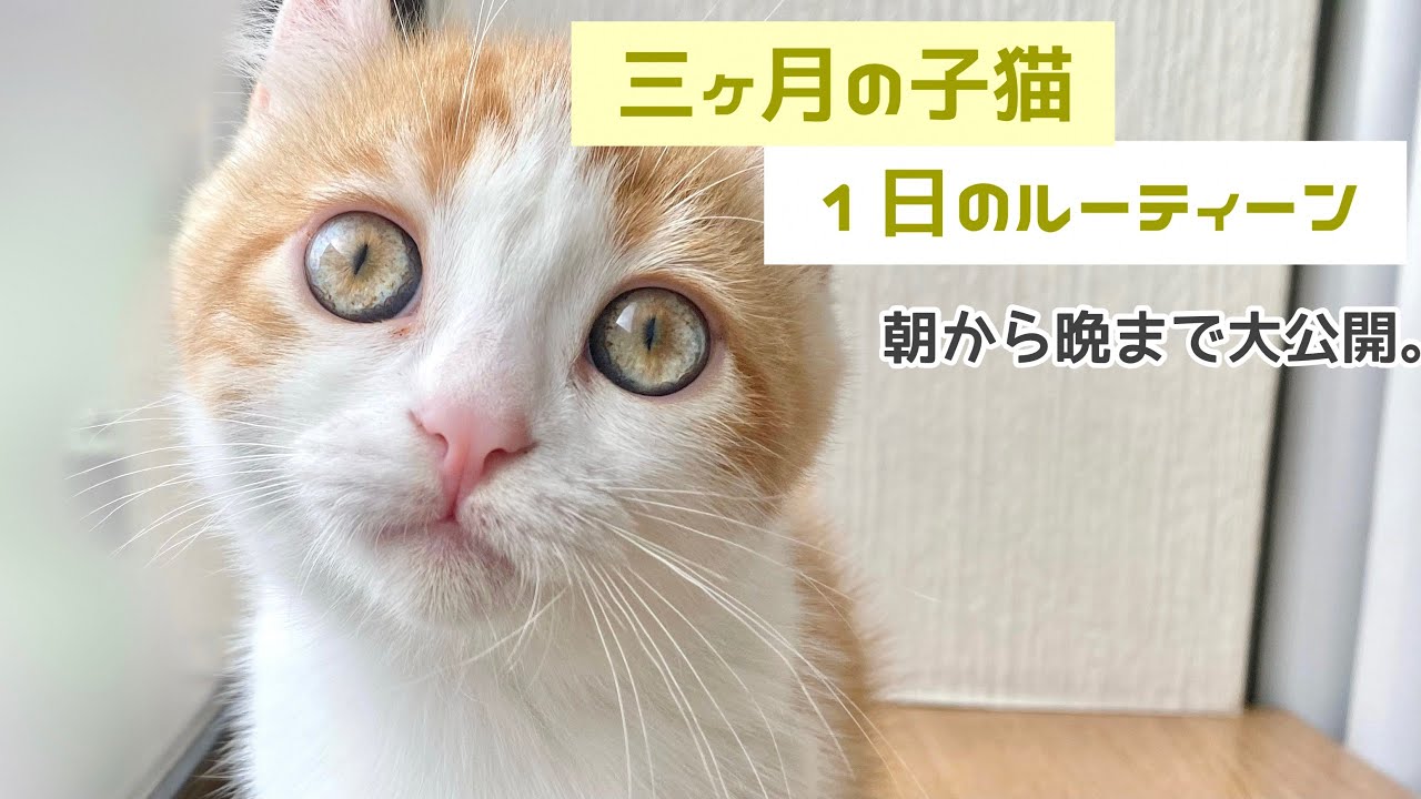 【キンカロー】三ヶ月の子猫、１日のルーティーンを大公開。
