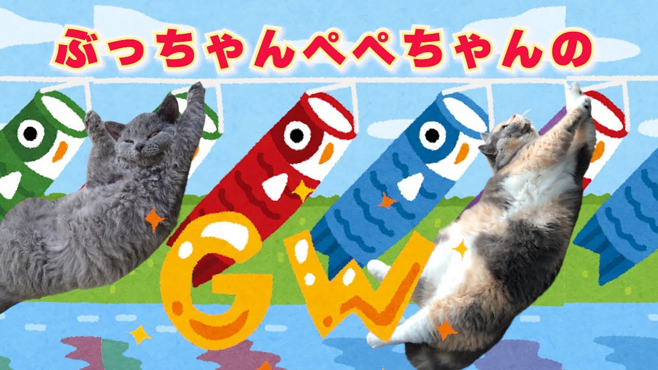 【やりたい放題】姉妹猫の気ままなゴールデンウィーク ｜　セルカークレックス｜ブリティッシュショートヘア